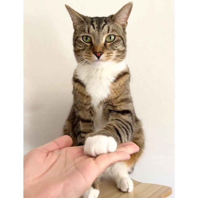 Photo of 13137   Toto