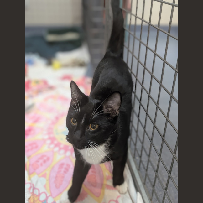 Photo of Daffy