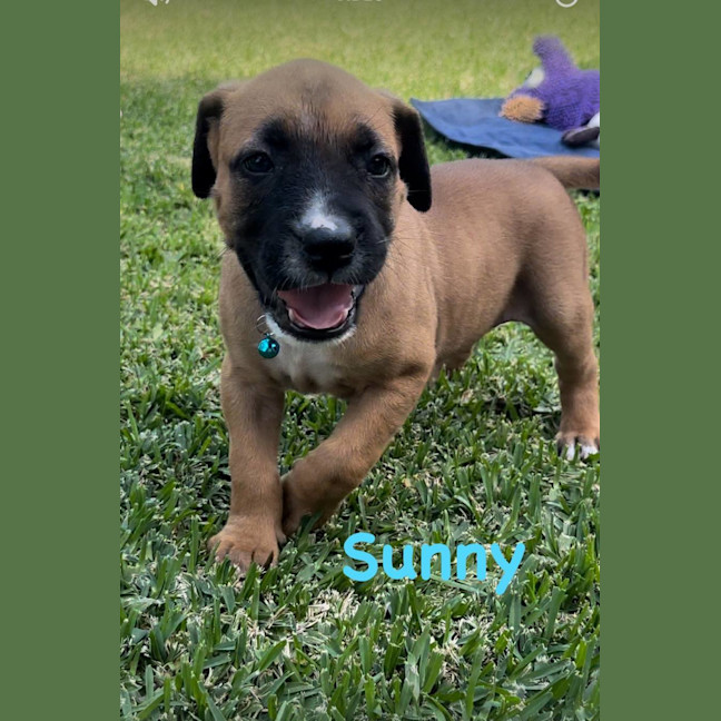 Photo of Sunny