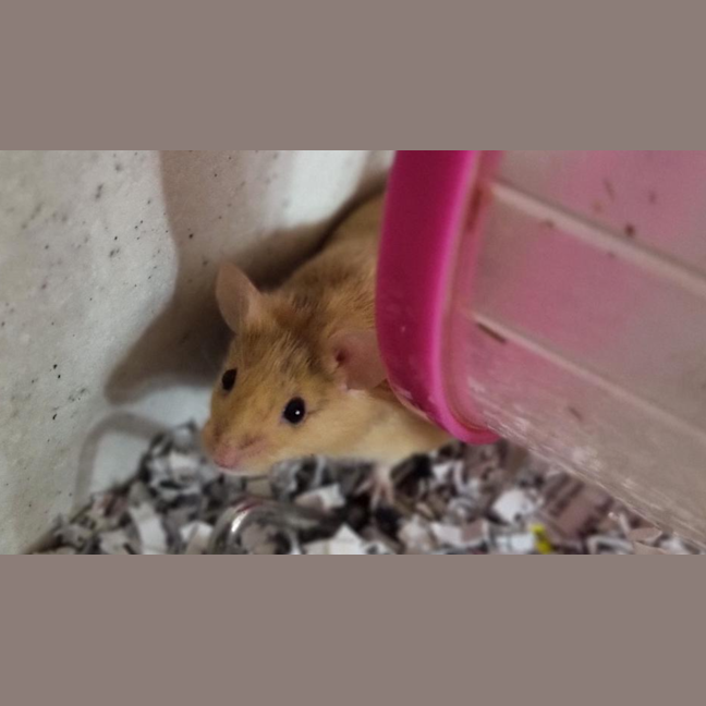 Photo of Penny