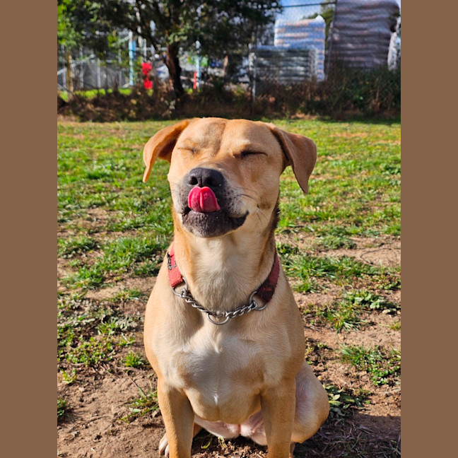 Photo of Honey