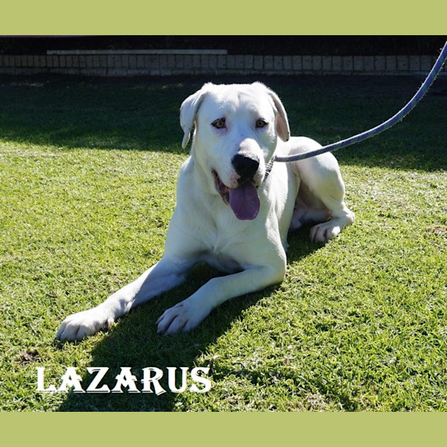 Photo of Lazarus