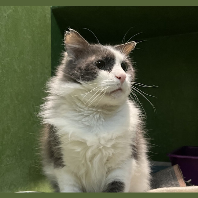 Photo of Sir Lancelot