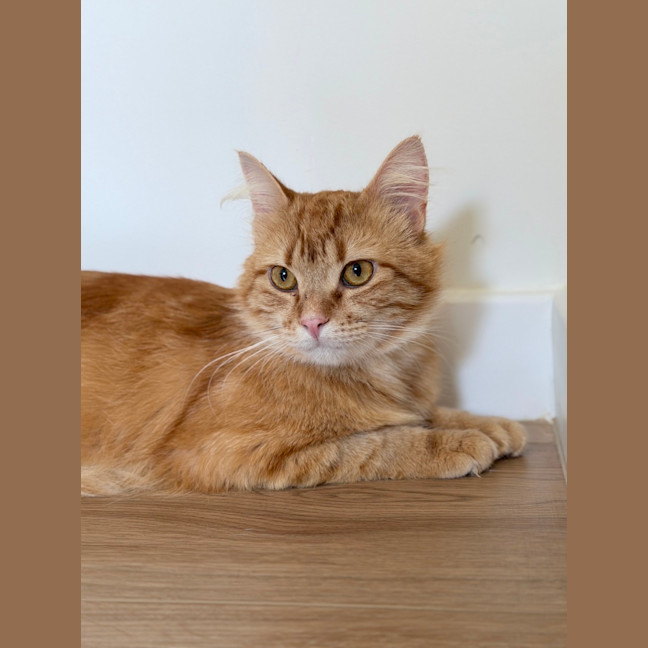 Photo of Gingerbread