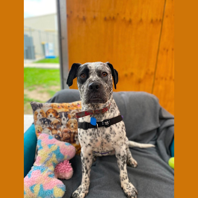 Photo of Muffin