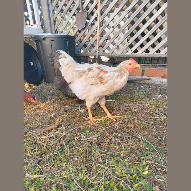 Photo of Pollito And Speckles 