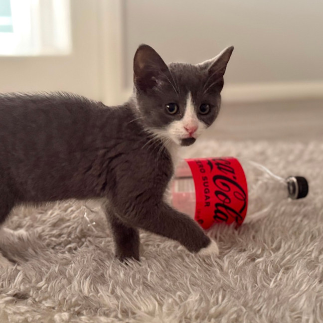 Photo of Ziggy 💙🧶