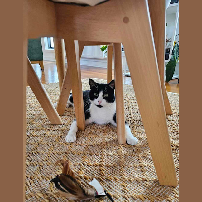 Photo of Ziggy