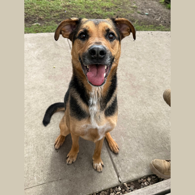 Photo of Ollie (Eddie)
