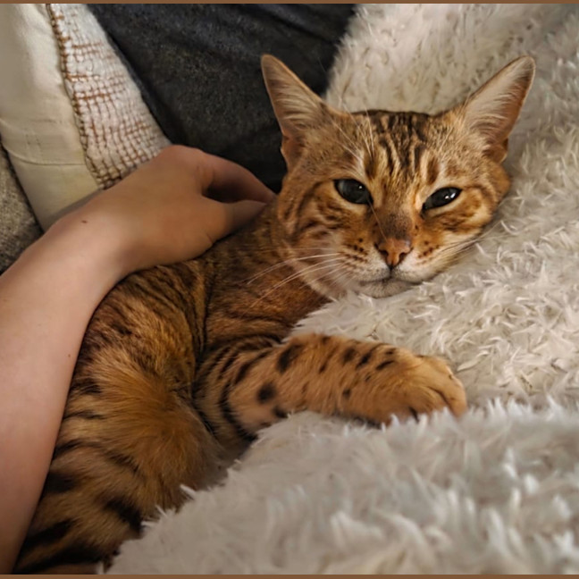 Photo of Kitty Gaga