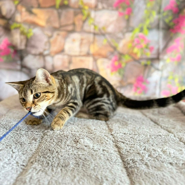 Photo of Bay  In Foster Care In Greensborough