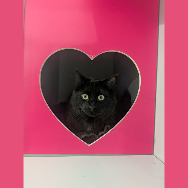 Photo of Toothless