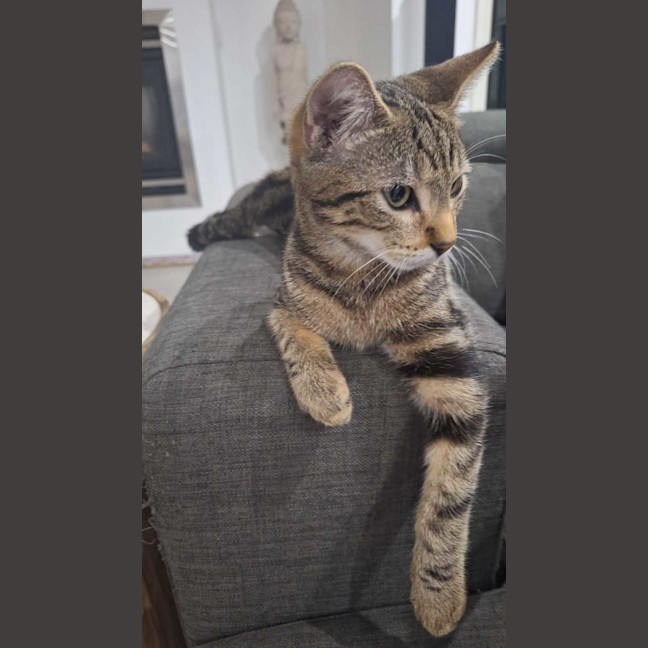 Photo of Rascal