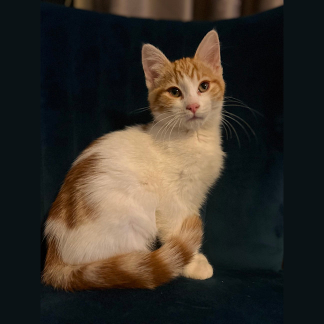 Photo of Nugget