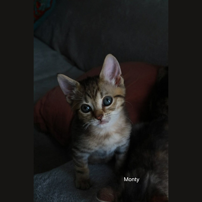 Photo of Monty 