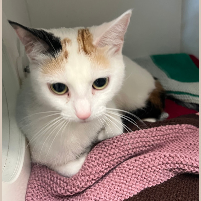 Photo of Milky