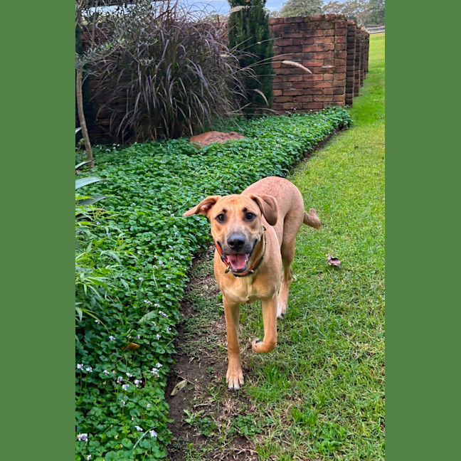 Photo of Ducky   Assisted Rehome