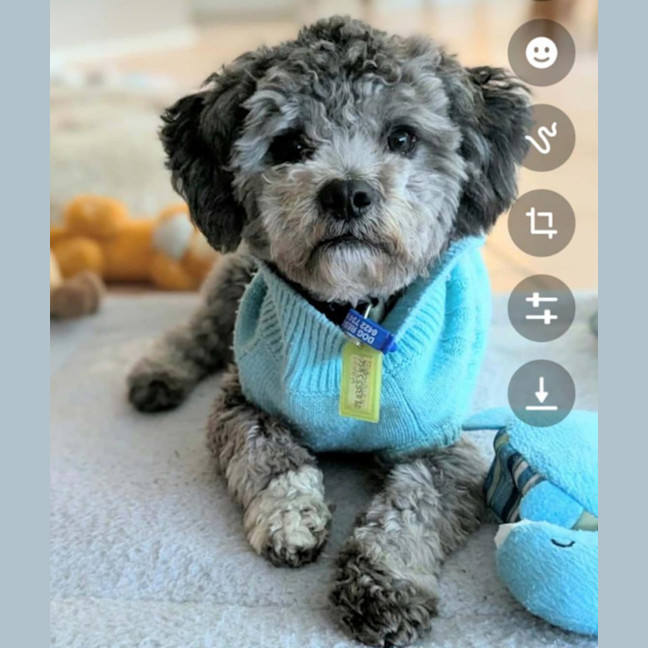Photo of Augie   9 Month Old Maltese X