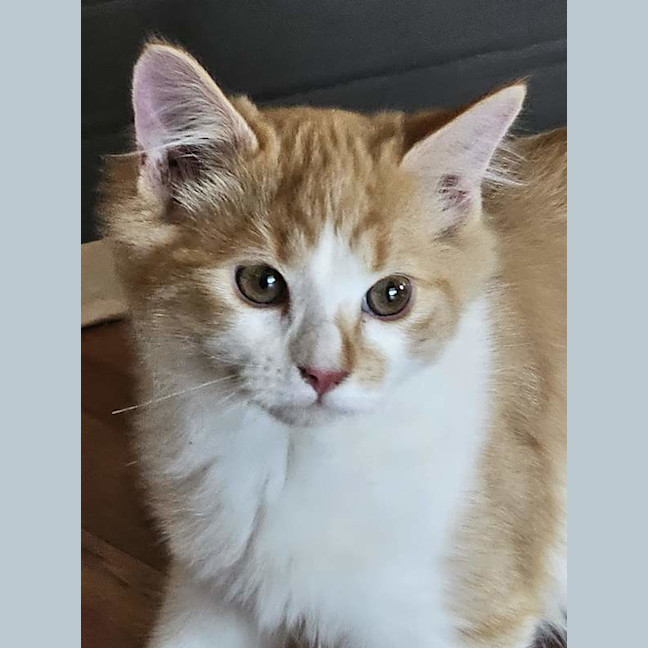 Photo of Percy