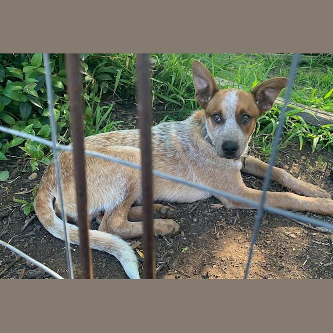 Photo of Pippin