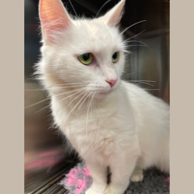 Photo of Marshmallow