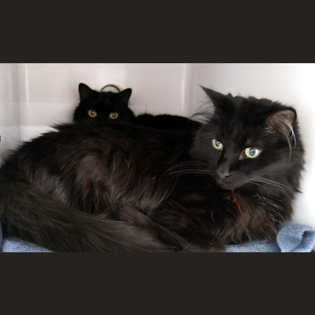 Photo of Charcoal & Zephur