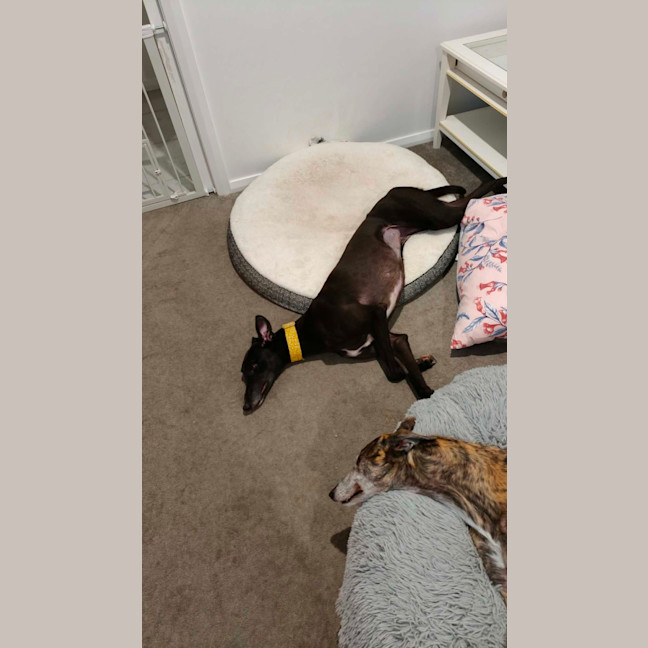 Photo of Eve, The Greyhound