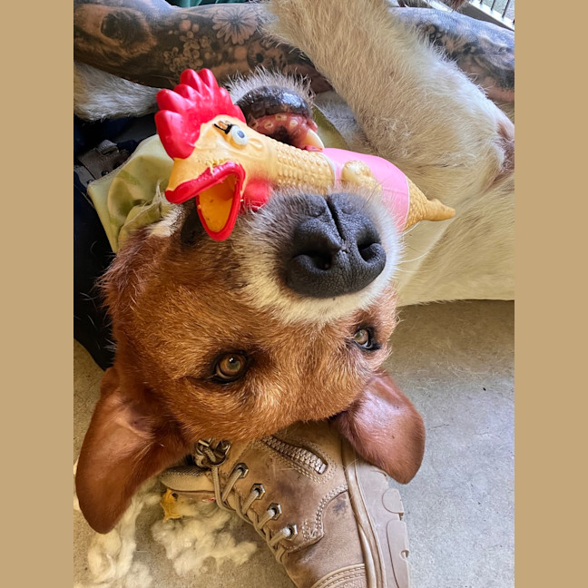 Photo of Butch