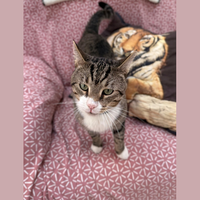 Photo of Wolf (8876)