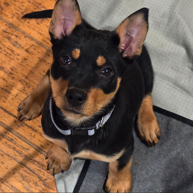 Photo of Cauliflower