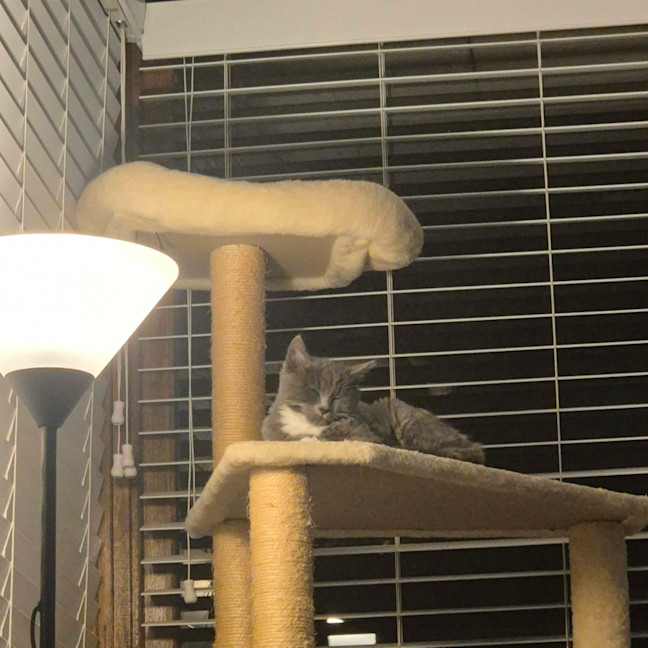 Photo of Violet