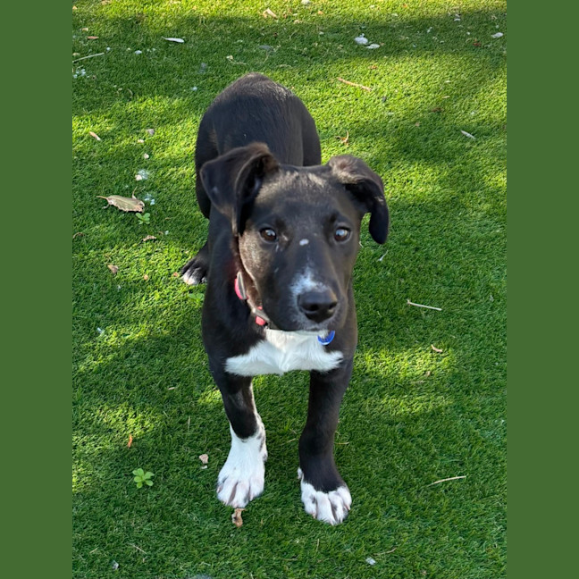 Photo of Wally   8 Month Old Kelpie X