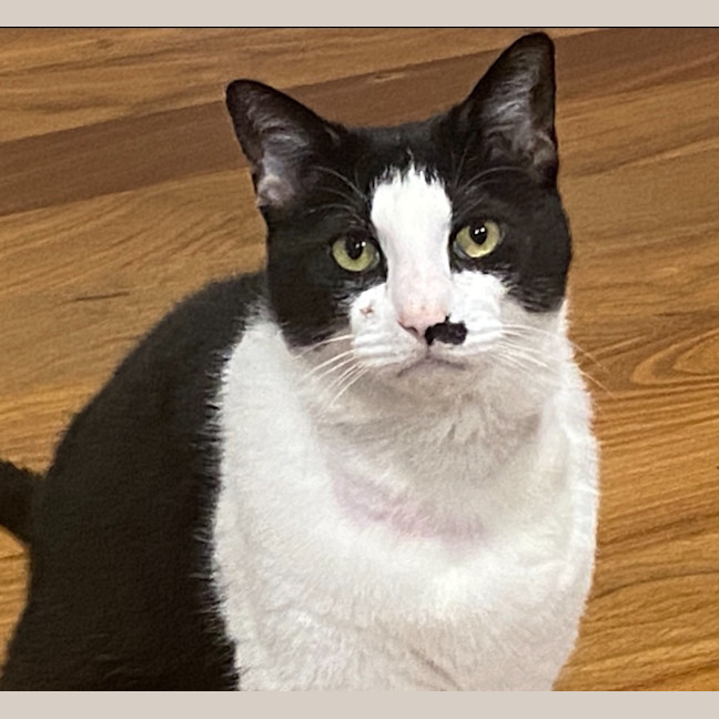 Photo of Felix