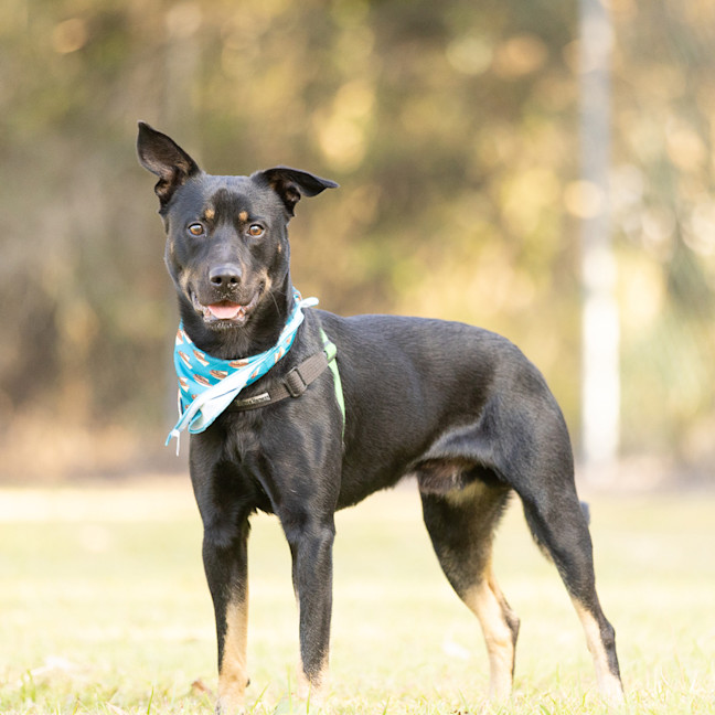 Photo of Buddy