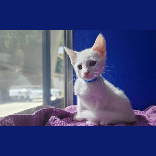 Photo of Milky