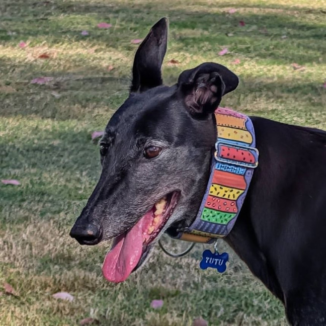 Photo of Tutu The Greyhound