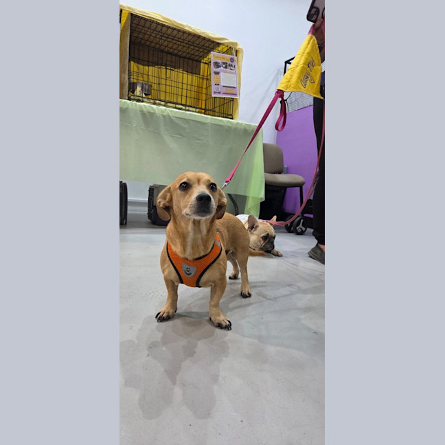 Photo of Honey