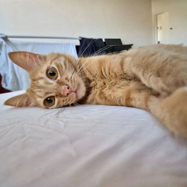 Photo of Ketchup