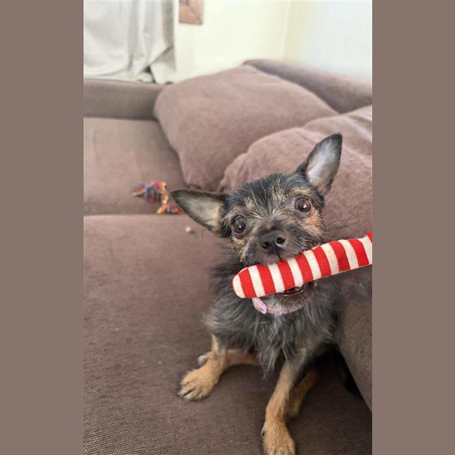 Photo of Taquito