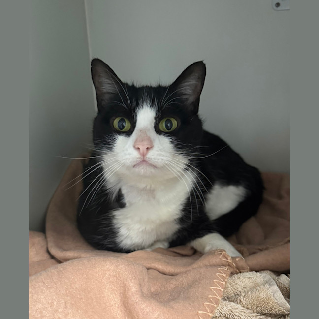 Photo of Oreo