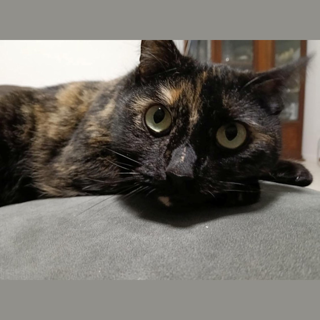 Photo of C1493 Bobby