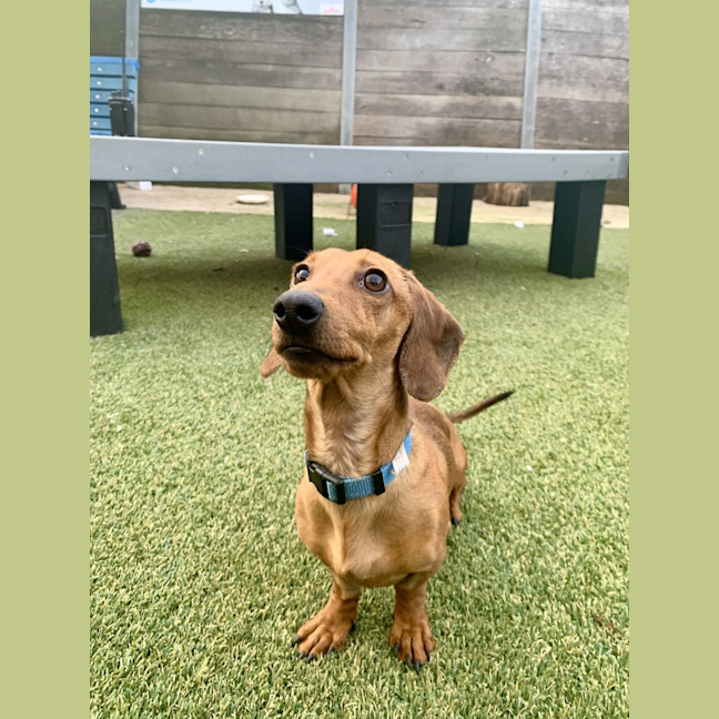 Photo of Rusty