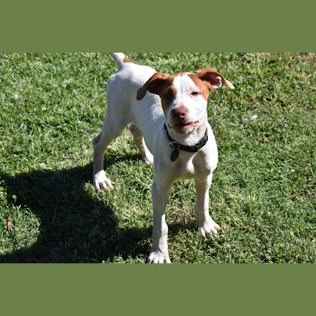 Photo of Ares