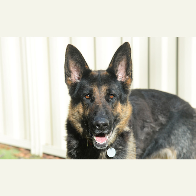 Photo of Phoenix
