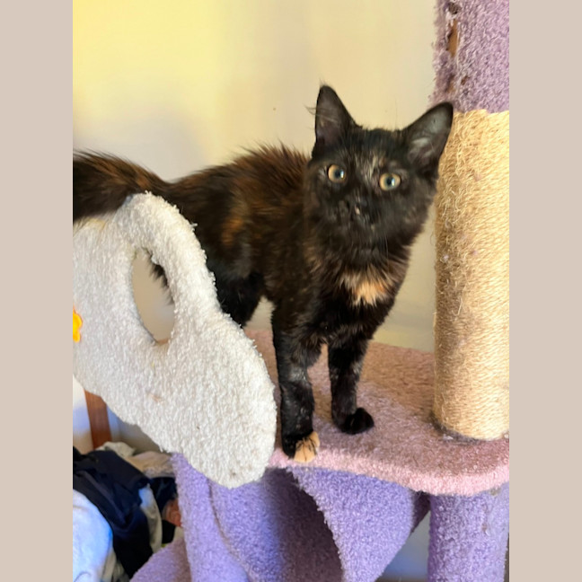 Photo of Suzi *9 Lives Project Rescue*