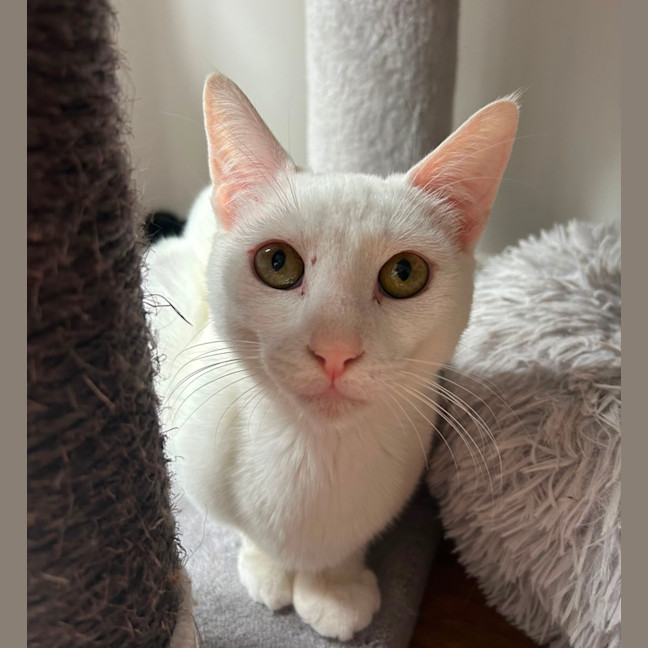 Photo of Casper 