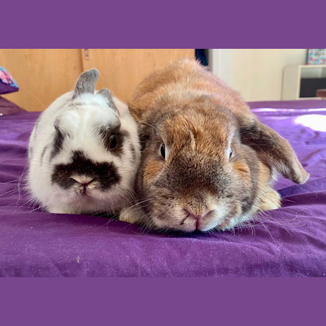 Photo of Scooter And Ivy 