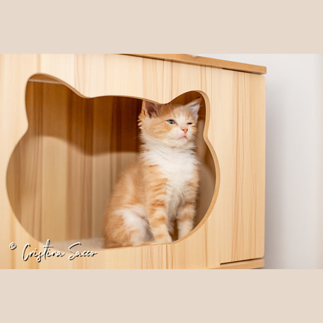 Photo of Butterscotch