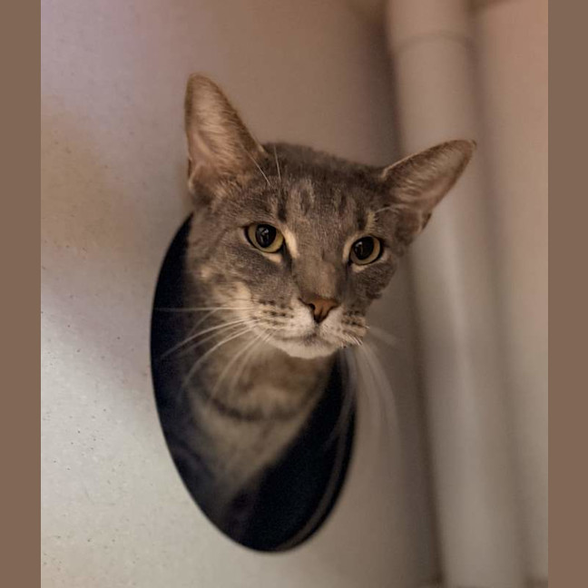 Photo of Bandit