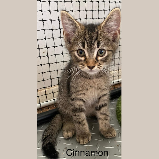 Photo of Cinnamon